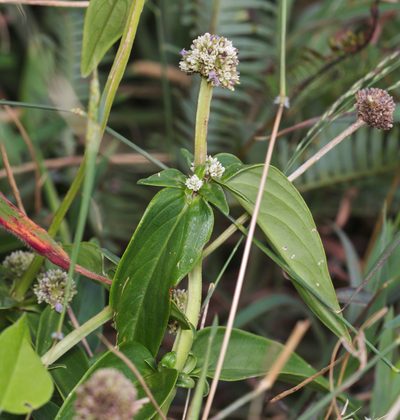 Hedyotis uncinella, photographed by portioid