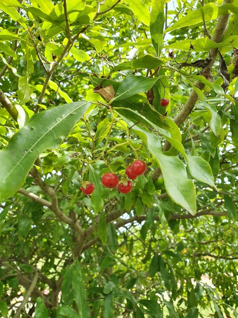 Cordia laevigata, photographed by Yolanda M. Leon