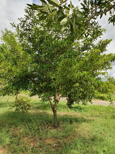 Cordia laevigata, photographed by Yolanda M. Leon
