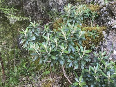 Brachyglottis monroi, photographed by Pieter Pelser