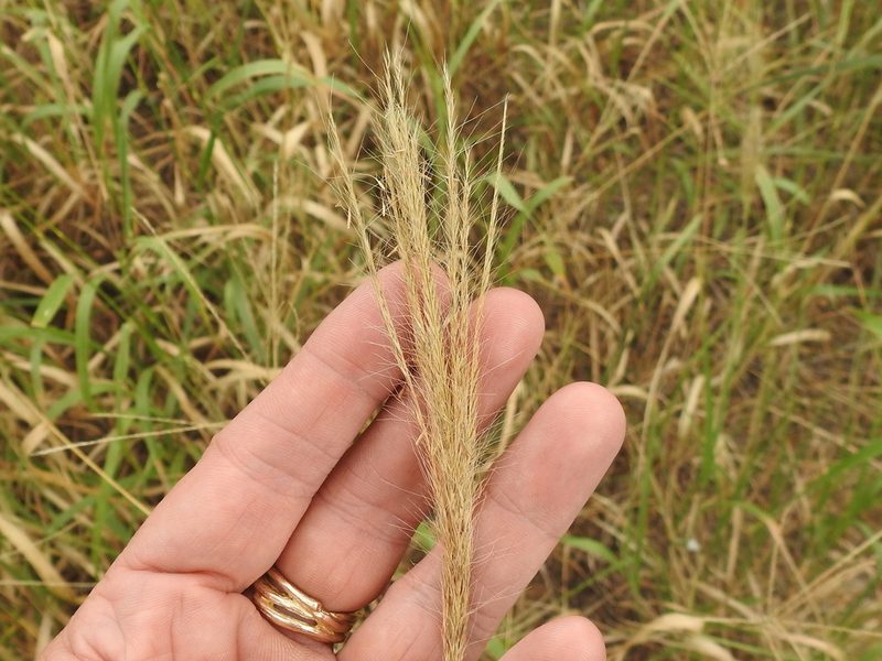 Leptochloa pluriflora, photographed by Sam Kieschnick