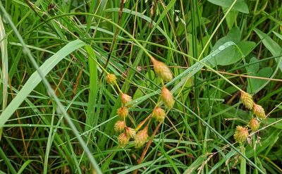Carex hormathodes, photographed by alicia penney