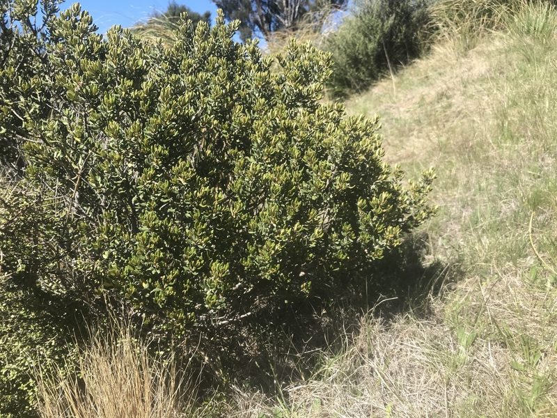 Olearia coriacea, photographed by Pieter Pelser