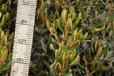 Olearia coriacea, photographed by Pieter Pelser