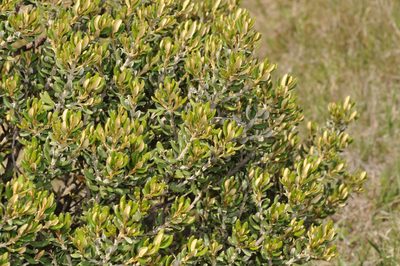 Olearia coriacea, photographed by Pieter Pelser