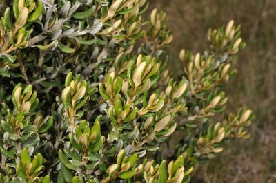 Olearia coriacea, photographed by Pieter Pelser