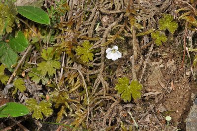Geranium potentilloides, photographed by Pieter Pelser