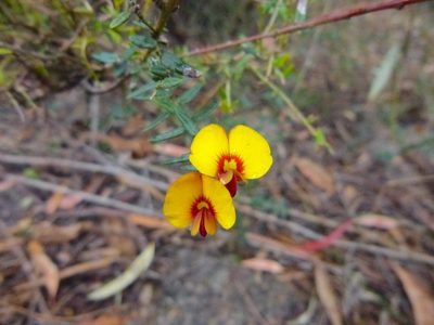 Bossiaea cinerea, photographed by Kiri Bee