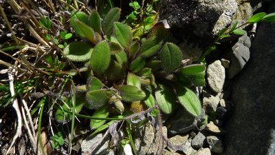 Myosotis australis, photographed by Sarah Richardson