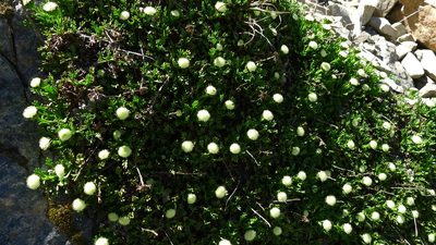 Leptinella pyrethrifolia, photographed by Sarah Richardson