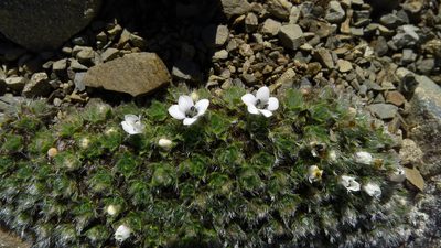 Veronica pulvinaris, photographed by Sarah Richardson