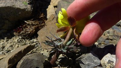 Ranunculus haastii, photographed by Sarah Richardson