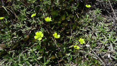 Ranunculus enysii, photographed by Sarah Richardson