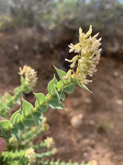Aspalathus complicata, photographed by Dave Richardson
