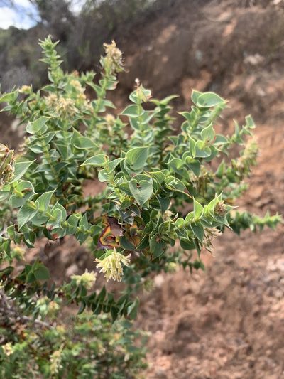 Aspalathus complicata, photographed by Dave Richardson
