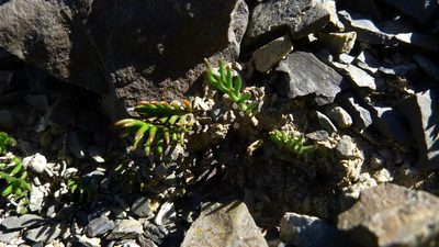 Leptinella pectinata, photographed by Sarah Richardson