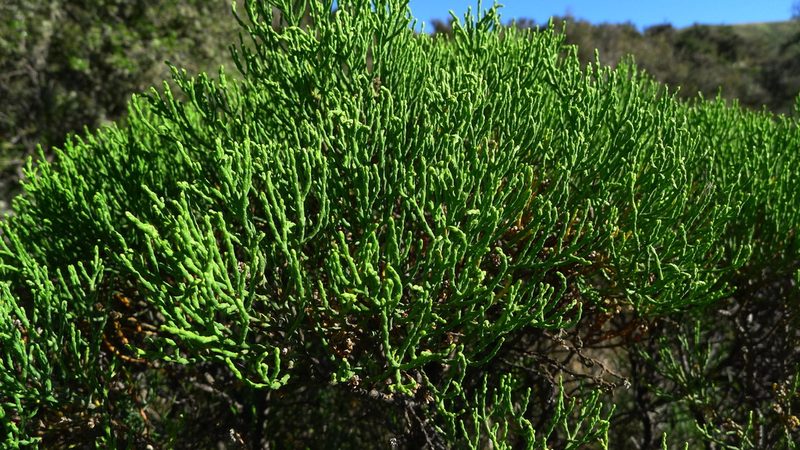 Veronica cupressoides, photographed by Sarah Richardson
