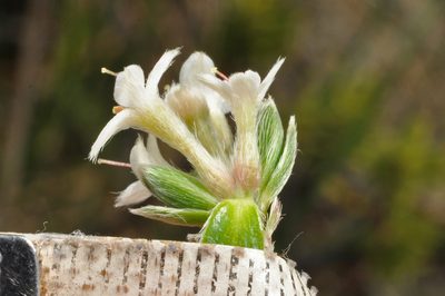 Pimelea pseudolyallii, photographed by Pieter Pelser