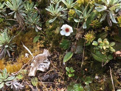 Geum uniflorum, photographed by BIHNZ