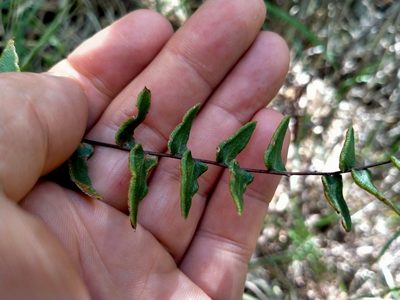Pellaea calidirupium, photographed by John Barkla