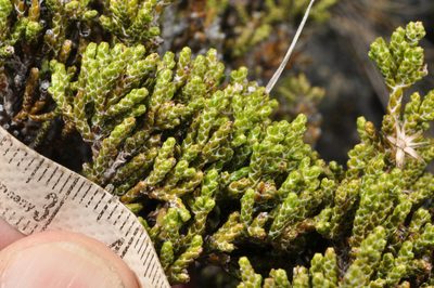 Helichrysum parvifolium, photographed by Pieter Pelser