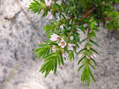Zieria veronicea, photographed by Kiri Bee