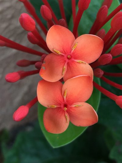 Ixora chinensis, photographed by AnnLazaro