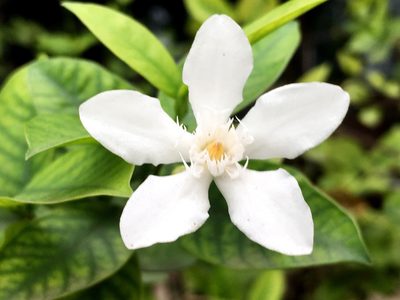 Wrightia antidysenterica, photographed by AnnLazaro
