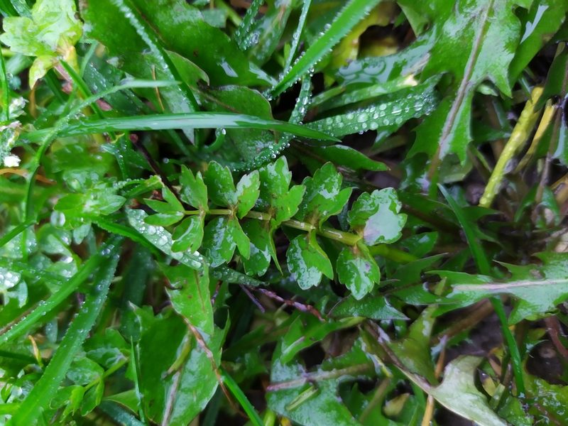 Helosciadium repens, photographed by carnifex