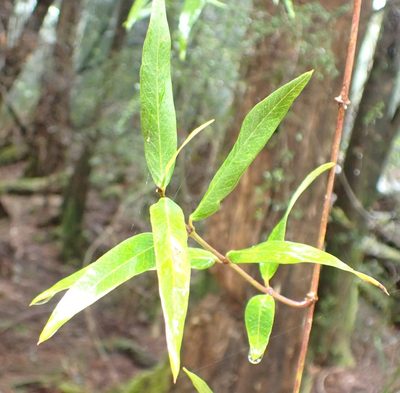 Parsonsia brownii, photographed by corunastylis