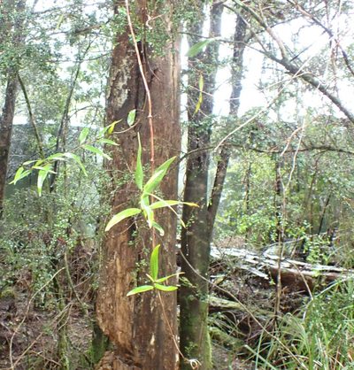 Parsonsia brownii, photographed by corunastylis