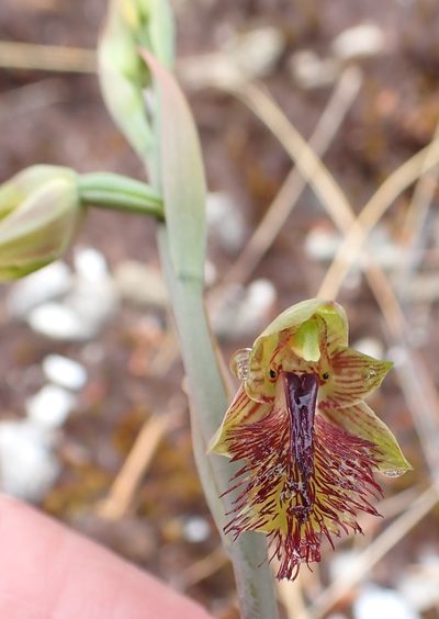 Calochilus herbaceus, photographed by corunastylis