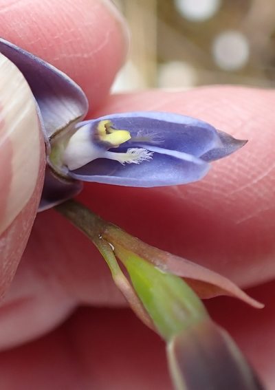 Thelymitra longiloba, photographed by corunastylis