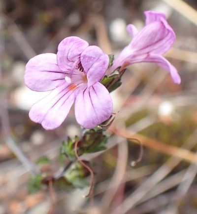 Euphrasia gibbsiae, photographed by corunastylis