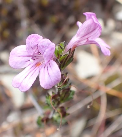 Euphrasia gibbsiae, photographed by corunastylis