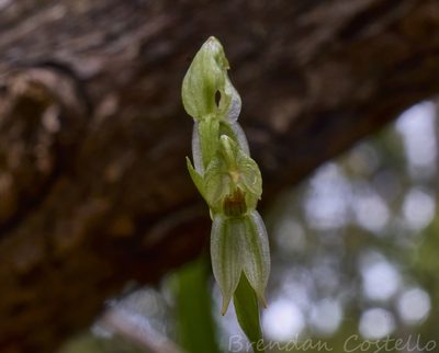 Pterostylis melagramma, photographed by Brendan Costello