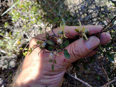 Clematis marata, photographed by John Barkla