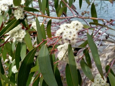 Eucalyptus pauciflora, photographed by John Barkla