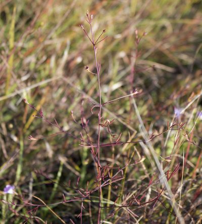 Agalinis gattingeri, photographed by aarongunnar