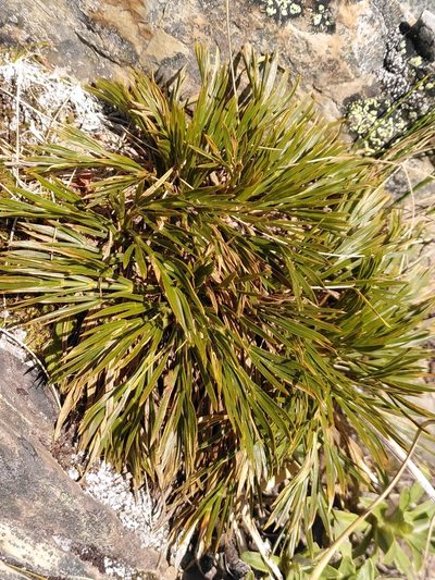 Aciphylla divisa, photographed by Loïc Chalmandrier