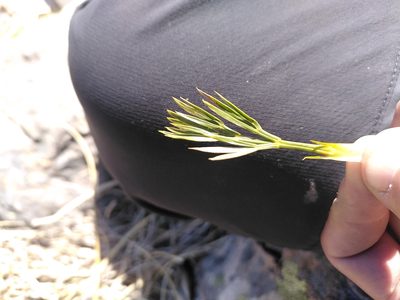 Aciphylla divisa, photographed by Loïc Chalmandrier