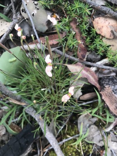 Stylidium uniflorum, photographed by Ann Bentley