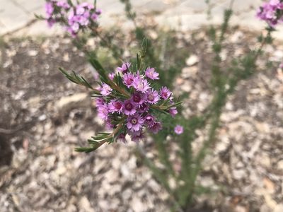 Verticordia plumosa, photographed by Ann Bentley