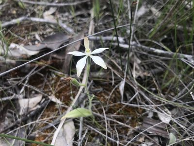 Caladenia marginata, photographed by Ann Bentley