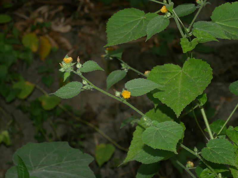 Sida mysorensis, photographed by Jacy Chen