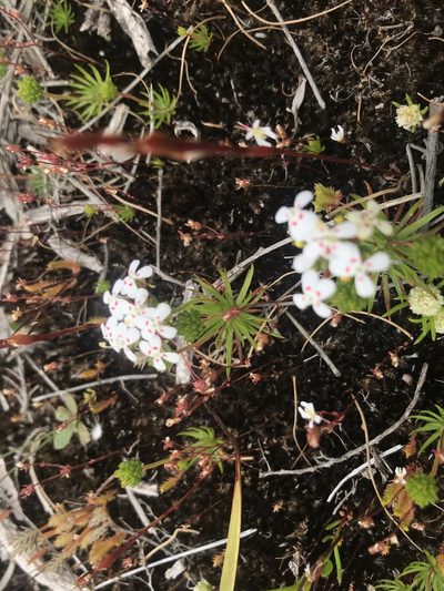 Stylidium guttatum, photographed by Ann Bentley