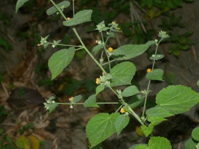 Sida mysorensis, photographed by Jacy Chen
