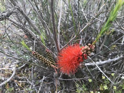Melaleuca lateritia, photographed by Ann Bentley