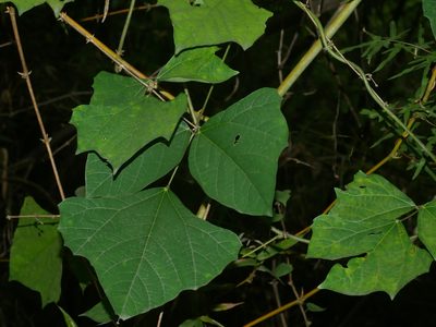 Pachyrhizus erosus, photographed by Jacy Chen