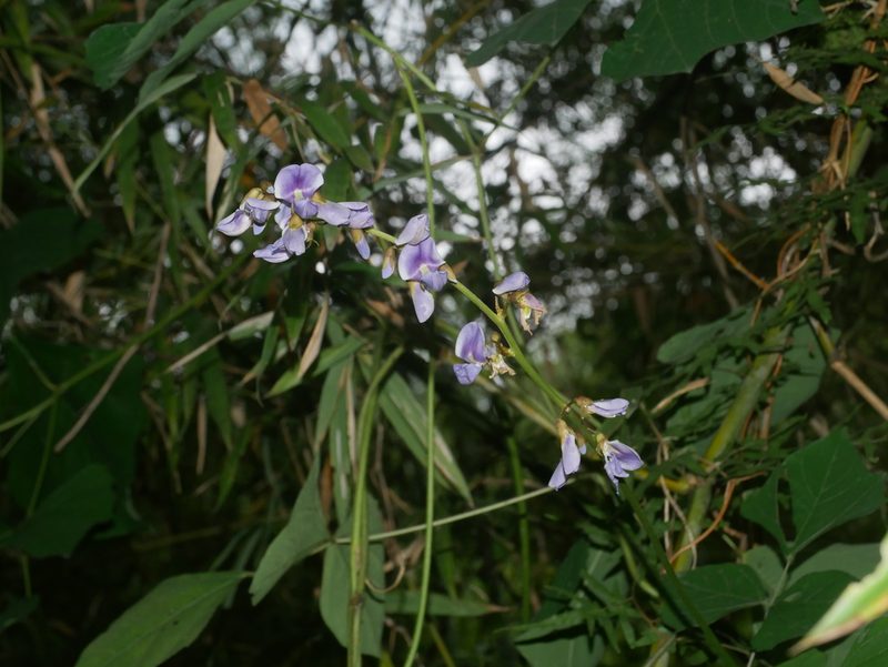 Pachyrhizus erosus, photographed by Jacy Chen